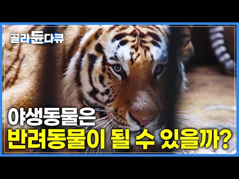 고기 냄새만 맡아도 으르렁 거리는 호랑이와 사자들 | 앞발로 내리치는 무게 800KG | 극한직업 | #골라듄다큐