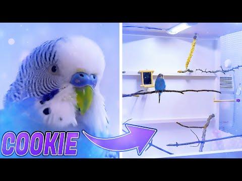 DIY Bird Cage for Lonely Budgie   Cookie