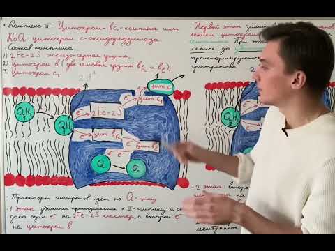 Oxidative phosphorylation: Complex III of the respiratory chain