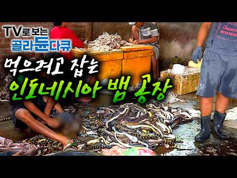 ✨골라듄다큐 뱀 사냥 모음🐍 이 사람들에게 뱀은 생존이다┃뱀 가죽 팔아서 가족 먹여 살리고, 뱀 고기로 밥 차려 먹는 사람들┃뱀 공장┃극한직업┃#골라듄다큐