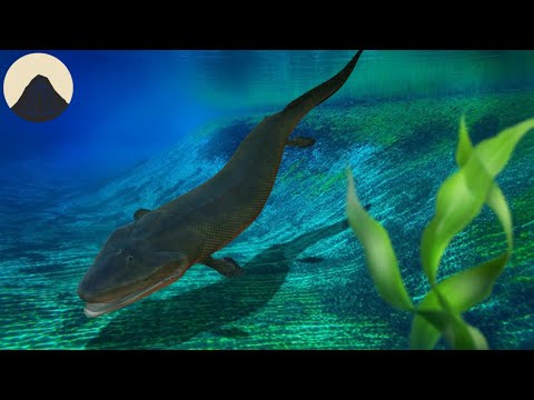 How Fish Came on to Land