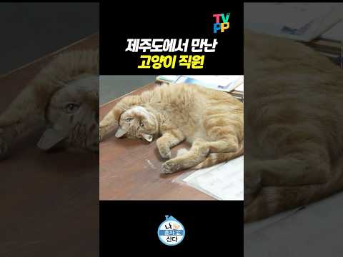 【#TVPP】 제주도에서 만난 고양이 직원 | 나혼자산다 | TVPP | MBC 250404 방송