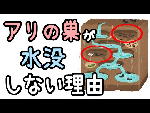 アリの巣が大雨でも水没しない理由【ざっくり解説】