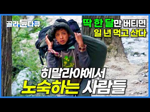 해발 4800m. 목숨 걸고 히말라야에서 노숙하는 이유는 기생 버섯?┃금보다 귀한 야차굼바┃동충하초┃네팔 히말라야┃세계테마기행┃#골라듄다큐