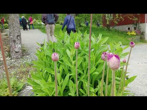 2025 Jun 22 挪威行 Norway trip , Arctic–Alpine Botanic Garden , Tromso , Norway
