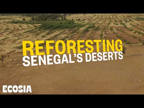 We're Restoring Senegal's Deserts - here's how