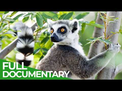 Wild Madagascar - Fantastic Creatures | Free Documentary Nature