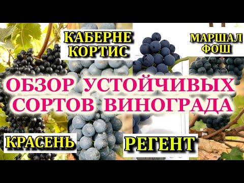 КРАСНЫЕ ВИННЫЕ СОРТА КОТОРЫЕ ВЫДЕРЖАТ ВСЕ!