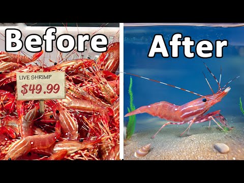 I Raised a Grocery Store Shrimp as a Pet