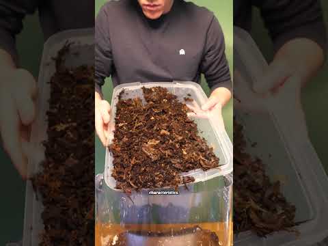 this isopod used to cost $500