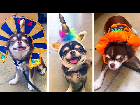 МЕРЯЕМ КОСТЮМЫ НА ХЭЛЛОУИН ДЛЯ СОБАК! МЫ В ЗООМАГАЗИНАХ АМЕРИКИ, МЕКСИКИ И РОССИИ