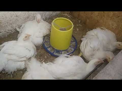 Why do broilers die and how to avoid it...