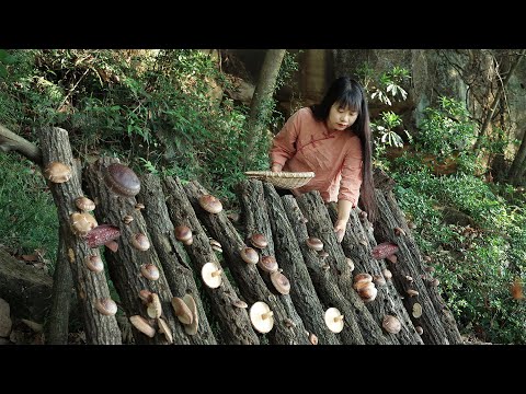 【二米炊烟】Mushroom 3年前種在山里的蘑菇，沒想到還能長這麼多