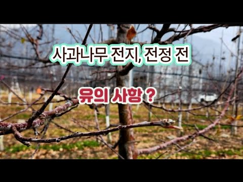 사과나무 #전지#전정 전 유의사항?