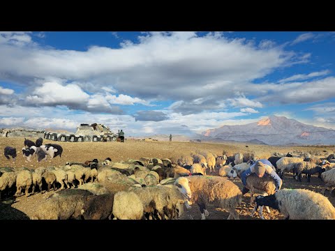 Living With Hundreds of Sheep ❄️ Real Nomad Winter Life