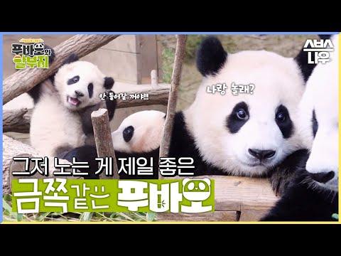 역대급 푸쪽이 출연🚨 엄마 아이바오와 할부지 강바오도 지치게 한 금쪽같은 푸바오 육아 일기🐼 #푸바오와할부지 l SBSNOW