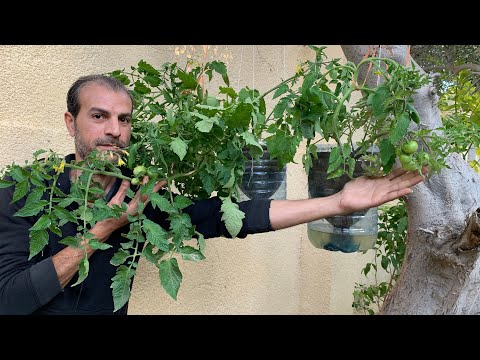 ازرع طماطم🍅🪴بدون حديقة أو سطح أو بلكونة وبدون آي عناية✋فقط زجاجات بلاستيك🫙شاهد الطريقة🌿