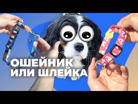 Что выбрать: ошейник или шлейка? 🐕 Полный разбор амуниции