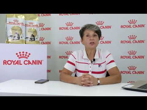 Генетика породообразующих аномалий. Персы, рексы, сфинксы и другие чудеса с кошачьей шерстью.