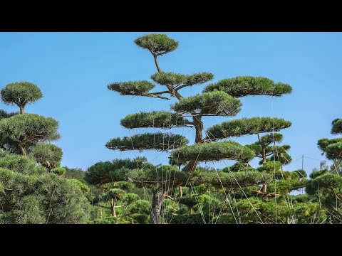 Формирование НИВАКИ (САДОВЫЙ  БОНСАЙ) мастером из Японии НАКАТАКЭ САН. ЧАСТЬ 1. Пошаговая инструкция