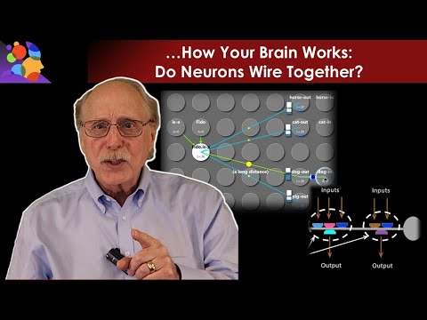 "Neurons That Fire Together, Wire Together" is Wrong!
