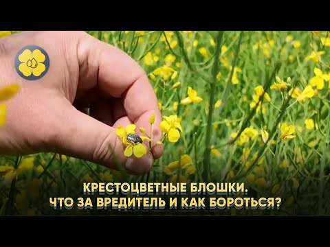 Крестоцветные блошки. Что за вредитель и как бороться?
