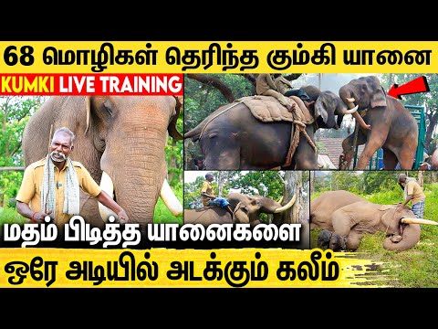100 காட்டு யானைகளை அடக்கியவன் குழந்தை மாதிரி கோவிச்சிப்பான் : Story of Kaleem Elephant & Instructor