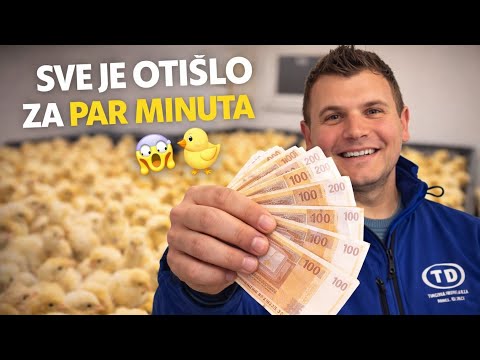 Sve je otišlo za par minuta | prodaja pilića uživo 🐥