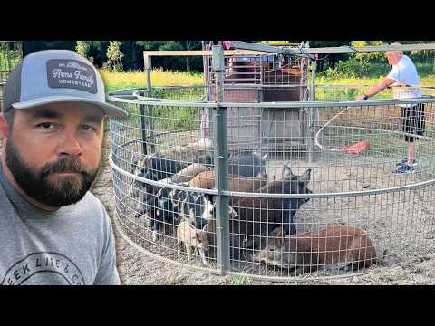 Hog Trapping Is Harder Than It Looks!