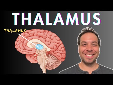 What is the Thalamus? - Sensory Processing, Consciousness, Attention