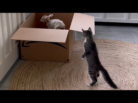 CATS: Totally Bonkers and Unpredictable Antics