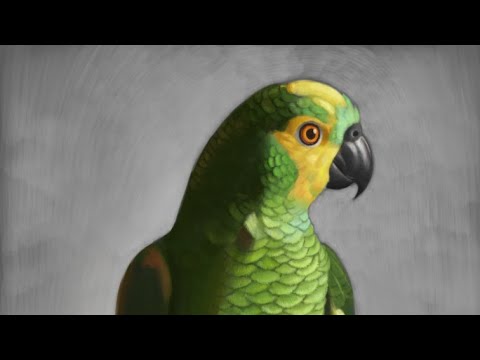 Digital Painting a Blue-Fronted Amazon Parrot | Exotic Bird Art Speedpaint