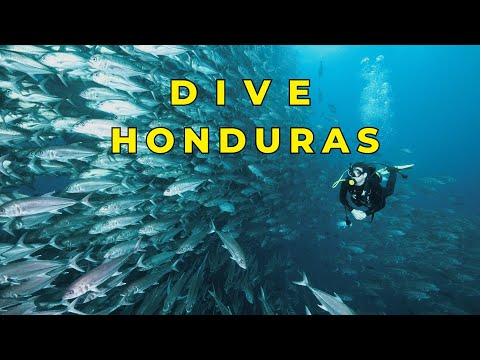 Scuba Diving Honduras – The Caribbean’s Most Underrated Dive Destination