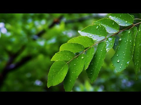 혼란스러운 생각을 정리해주는 432Hz 명상 힐링음악 🌿 집중과 치유의 웨이브