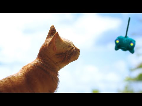 You Probably Forgot about STRAY