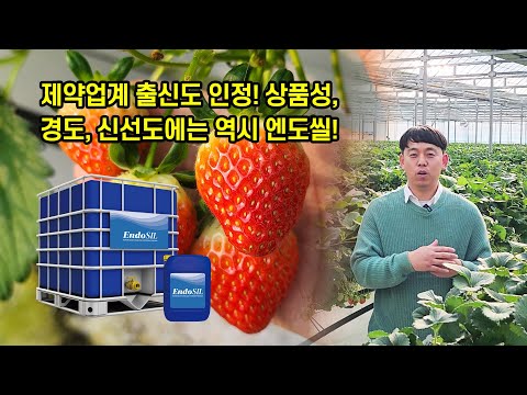 제약업계 출신 청년농업인 인정, 상품성, 경도, 신선도에는 엔도산!