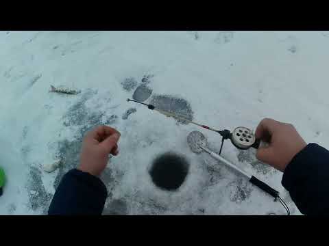 3.12.25. Обские заливные Луга( рыбалка) 