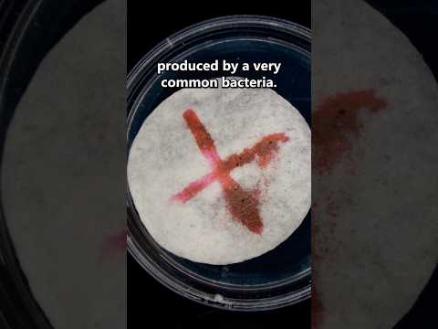 Recreating the miracle of 1263