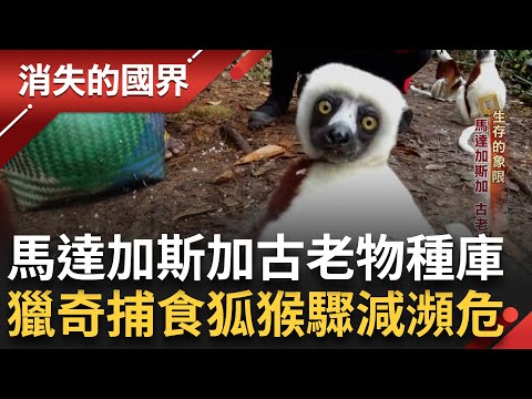 超過九成面臨絕種危機...現存最原始的靈長類! 馬達加斯加狐猴超Q 又像狐狸又像狗 變色龍具有魔法? 迷信不祥 變色龍慘遭追殺｜李文儀主持｜【消失的國界完整版】20240727｜三立新聞台