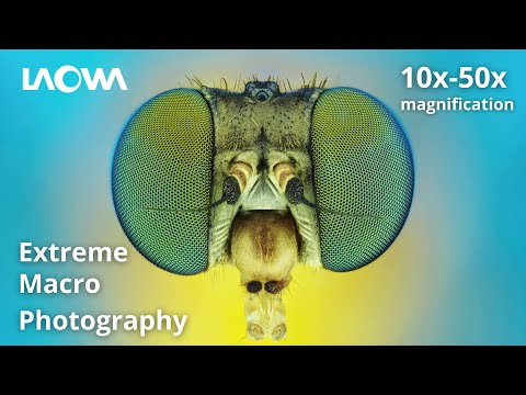 Exploring Extreme Macro Photography with Laowa Aurogon | Laowa Macro Master Class