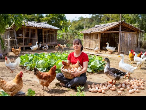 TIMELAPSE -- Cabbage Harvesting Process: Harvest 1000Kg+ Cabbage to Sell & Make Roast Chicken
