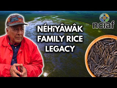 Wild Rice Is a Way of Life For This Indigenous Family