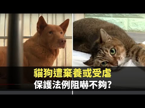 星期日檔案 -貓狗遭棄養或受虐 動物保護法例阻嚇不夠?- 香港新聞 - TVB News