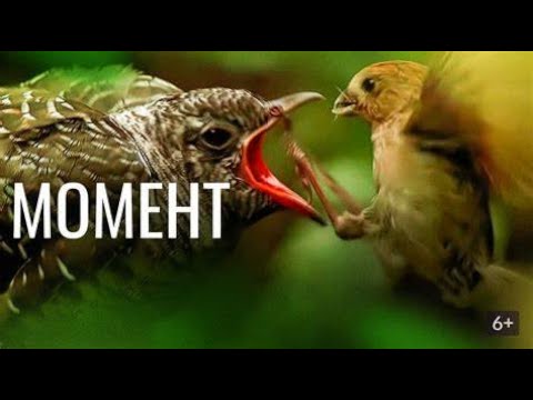 МЕЖДУ ПРОШЛЫМ И БУДУЩЕМ ЕСТЬ ТОЛЬКО МИГ! Момент. Фильмы для всей семьи