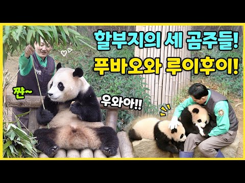 할부지의 세 곰주들🩷 대나무 우산을 선물받은 푸바오와 할부지 품에서 꼬물거리는 루이후이🐼 루이의 첫 미끄럼틀!😆 #푸바오 #루이바오 #후이바오