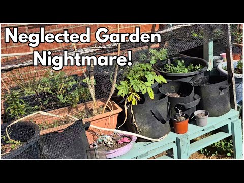 Can I reset my neglected garden?! | Fresh Start for Winter Crops