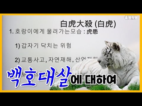 [특강] 277강 백호대살이란 뭘까? 🐯