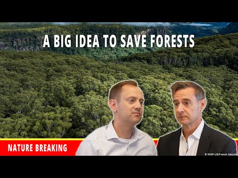 COP30’s Big Idea: The Tropical Forest Forever Facility