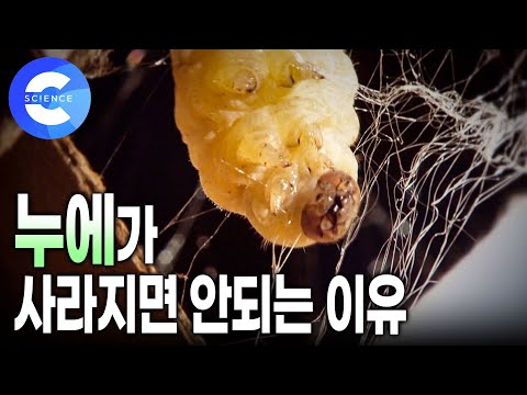 인간에게 모든 것을 다 내어주는 누에 🐛 | 누에의 일생 | 누에의 가치 | 아낌없이 주는 누에 | 하나뿐인 지구