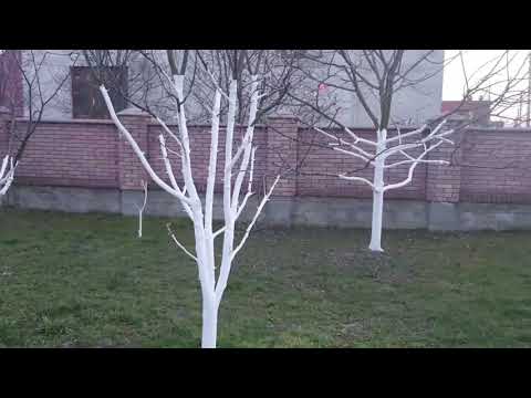 Побілка дерев навесні. Навіщо білити плодові дерева